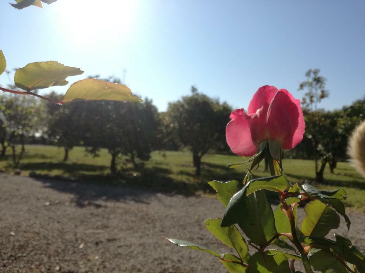 B&B Villa Napoli Battipaglia Εξωτερικό φωτογραφία
